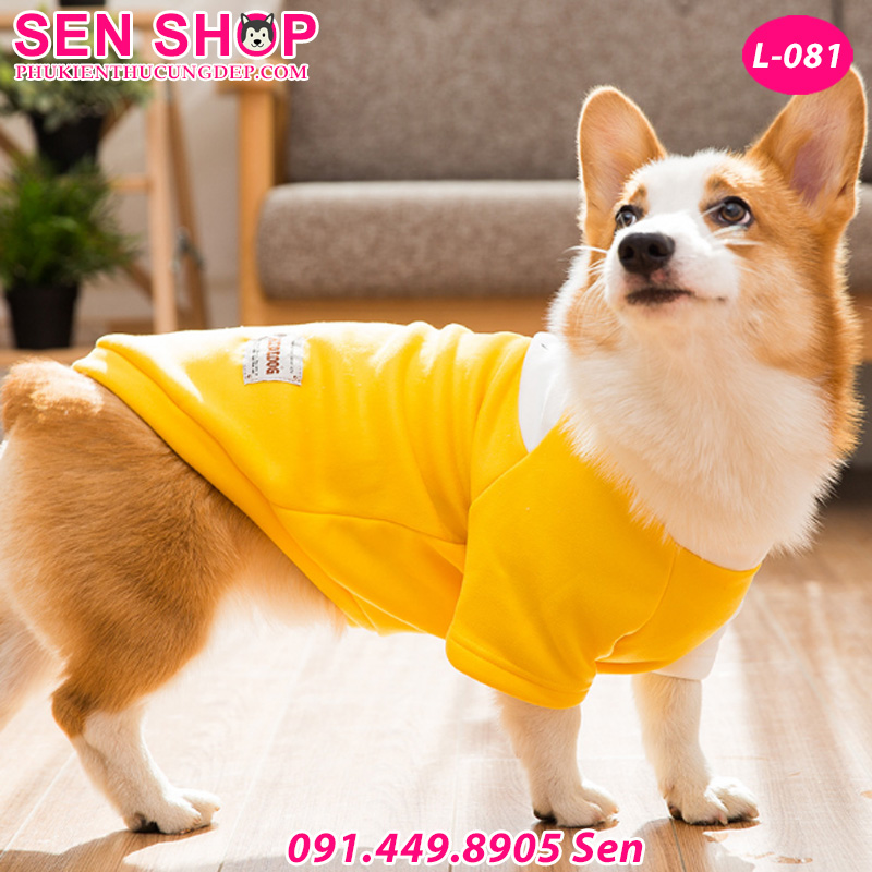 áo cho chó corgi