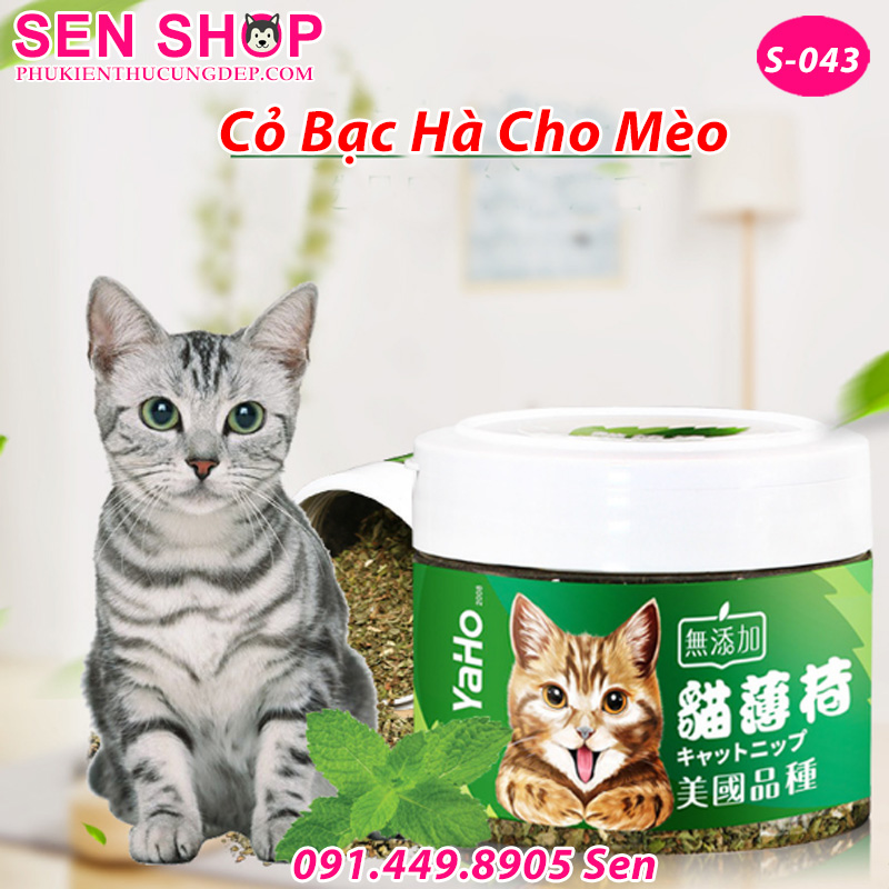 Cỏ Bạc Hà Mèo Catnip Giúp Hoàng Thượng Thư Giản Giảm Stress Cỏ Bạc Hà Mèo Catnip Giúp Hoàng Thượng Thư Giản Giảm Stress