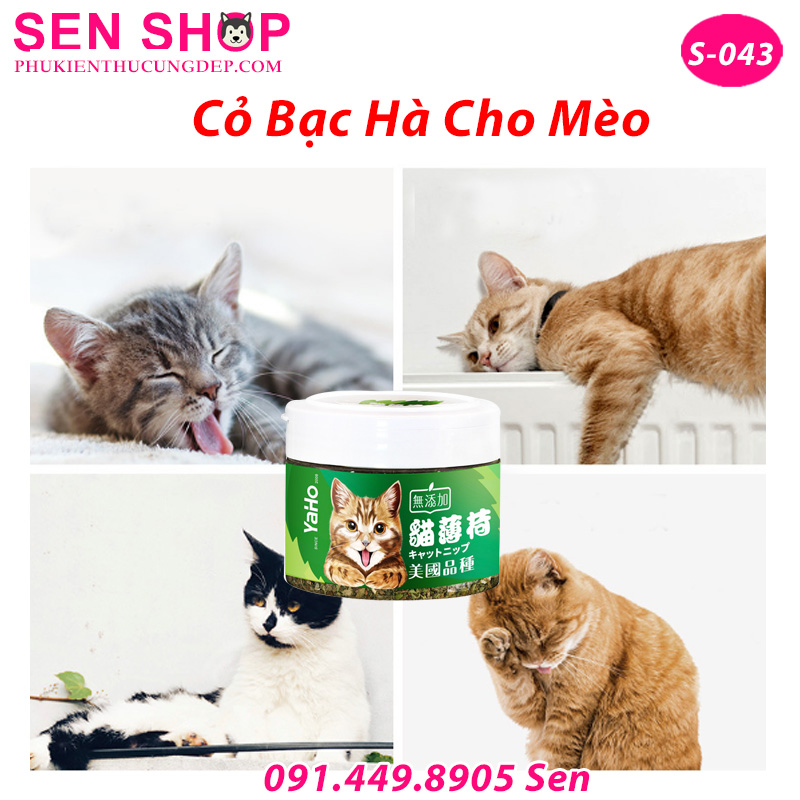 Cỏ Bạc Hà Mèo Catnip Giúp Hoàng Thượng Thư Giản Giảm Stress Cỏ Bạc Hà Mèo Catnip Giúp Hoàng Thượng Thư Giản Giảm Stress