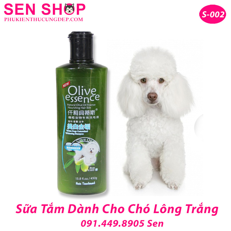 sữa tắm chó poodle lông trắng