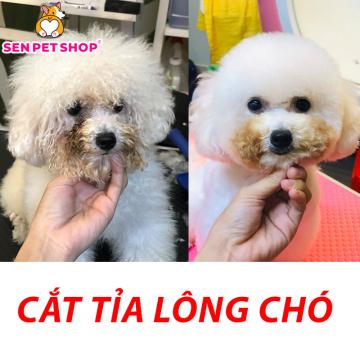 Cắt Tỉa Lông Chó