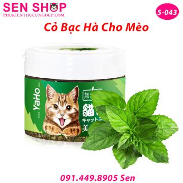 Cỏ Bạc Hà Mèo